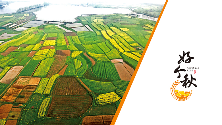 沈陽(yáng)奇思創(chuàng)意，專業(yè)糧油品牌包裝設(shè)計(jì)，大米包裝設(shè)計(jì)，專賣(mài)店設(shè)計(jì)